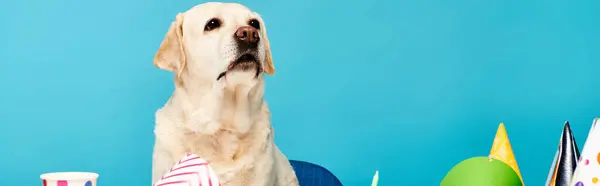 Пушистая собака сидит перед красочным праздничным тортом, готовая отпраздновать особое событие с радостью и волнением. — стоковое фото