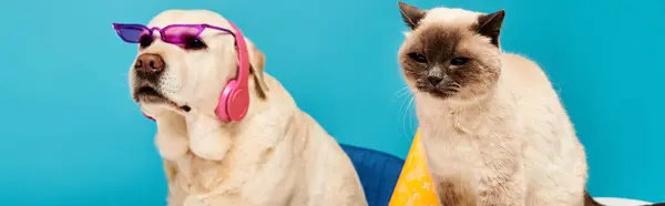 Un gatto e un cane che indossano occhiali da sole, posano su uno sfondo blu in un ambiente monolocale alla moda. — Foto stock