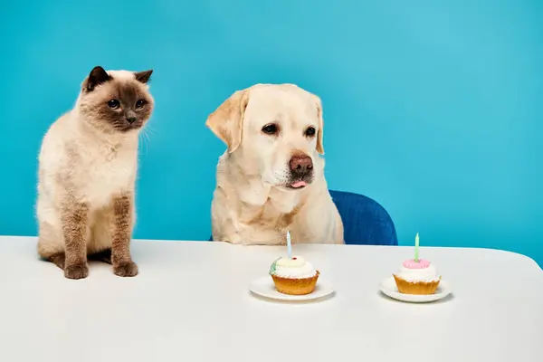 Eine Katze und ein Hund sitzen an einem Tisch und genießen fröhlich Cupcakes zusammen in einer skurrilen und herzerwärmenden Szene. — Stockfoto