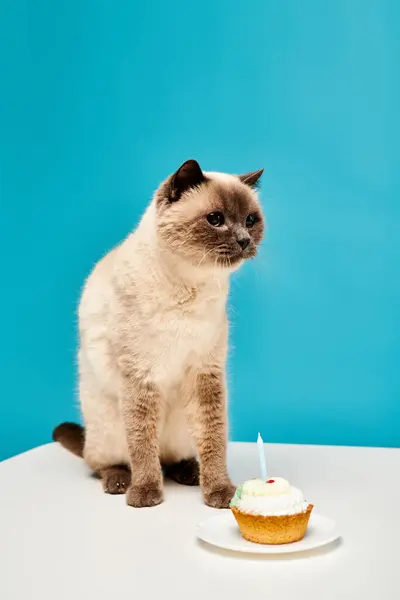 A cat with a curious gaze sits next to a delightful cupcake on a wooden table in a cozy studio setting. — Stock Photo