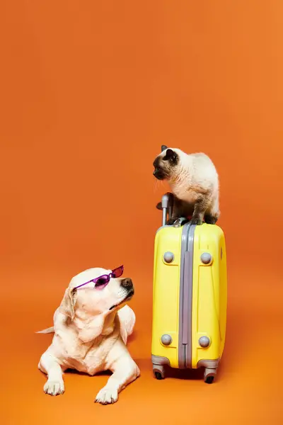 A dog comfortably sitting on a suitcase next to a curious cat in a cozy studio setting. — Stock Photo