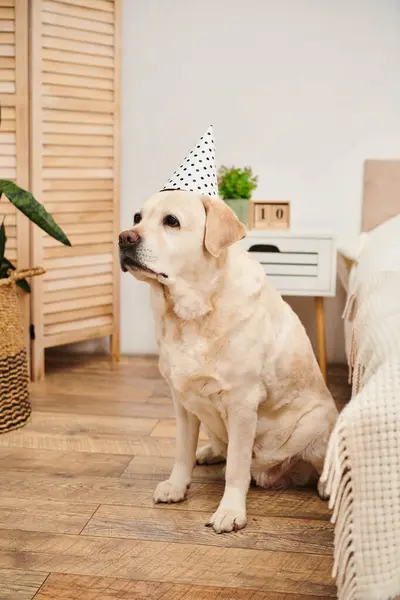 Un chien se détend sur le sol tout en enfilant un chapeau de fête, respirant une ambiance ludique et festive. — Photo de stock