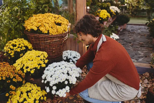 In a cozy garden filled with colorful chrysanthemums, a young and handsome man carefully arranges white flowers while surrounded by bright yellow blooms. — Stock Photo