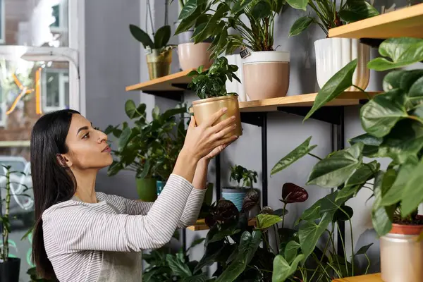 Floristería ocupada organiza cuidadosamente plantas en macetas en los estantes, la mejora de su belleza tienda. - foto de stock