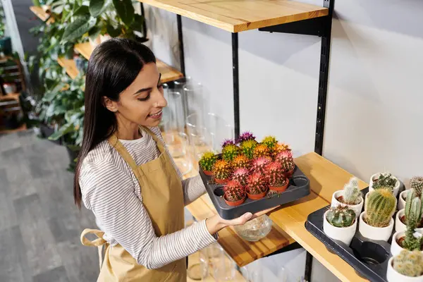 Morena dueño de la tienda de plantas organiza cactus vibrantes en su tienda de flores respetuosa del medio ambiente, mostrando sus habilidades. - foto de stock