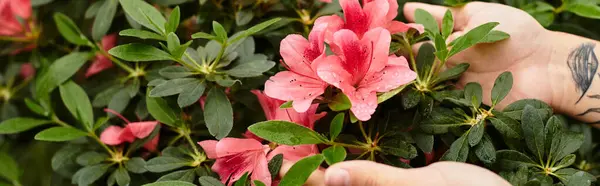 Una joven mujer nutre vibrantes azaleas rosadas en un animado invernadero lleno de vegetación. - foto de stock