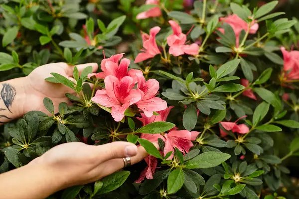 A jovem cuida suavemente de flores rosa florescendo em uma casa verde verdejante, apreciando a natureza. — Fotografia de Stock