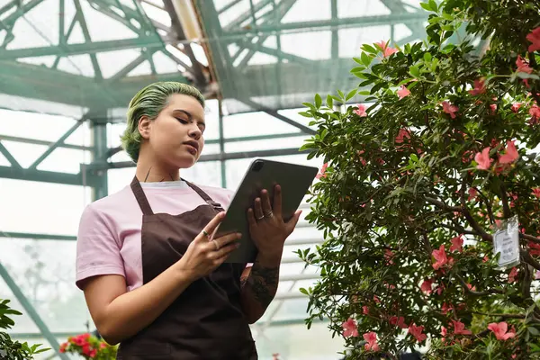 A young woman in an apron is focused on her tablet amidst healthy plants in a greenhouse. — Stock Photo