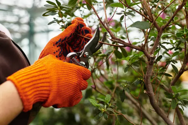 Dans une serre colorée, une jeune femme taille soigneusement les branches tout en portant des gants brillants. — Photo de stock