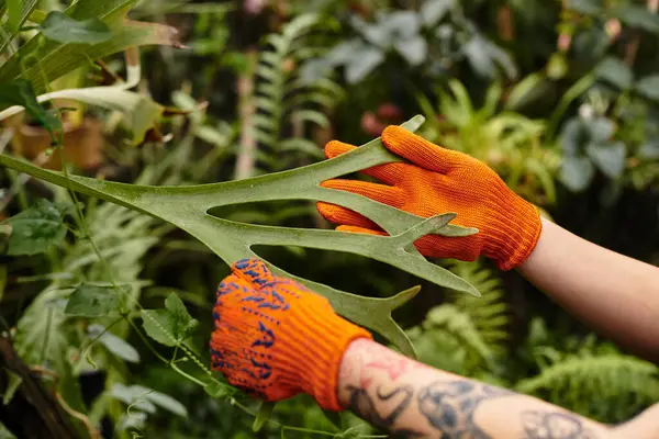 A young woman with vibrant orange gloves skillfully tends to lush green plants in a greenhouse. — Stock Photo