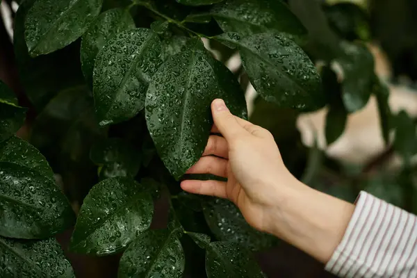 Uma jovem mulher acaricia suavemente as plantas exuberantes em uma estufa. — Fotografia de Stock