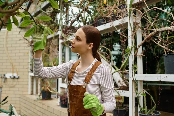 Una mujer joven y hermosa en un invernadero tiende cuidadosamente a las plantas mientras usa guantes de jardinería.. - foto de stock