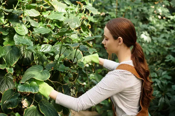 Uma bela jovem cuida cuidadosamente da folhagem verde em uma estufa vibrante cheia de vida. — Fotografia de Stock