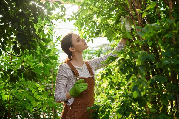En un invernadero iluminado por el sol, una joven hermosa mujer tiende a un rico follaje mientras disfruta de su jardinería — Stock Photo
