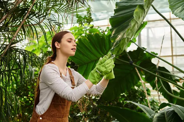 A young woman cares for vibrant plants in a sunny greenhouse, showcasing her passion for gardening. — Stock Photo