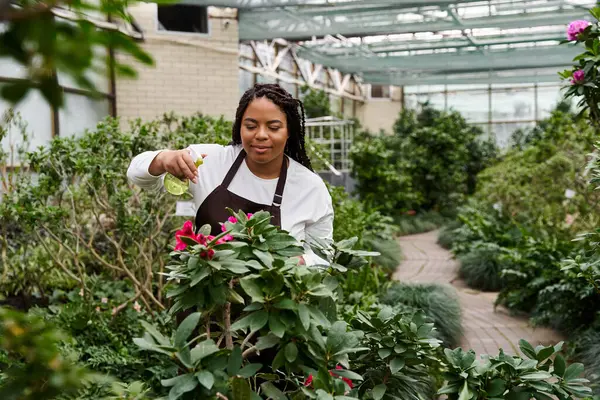 An African American woman with braids carefully nurtures blooming plants in a greenhouse. — Stock Photo