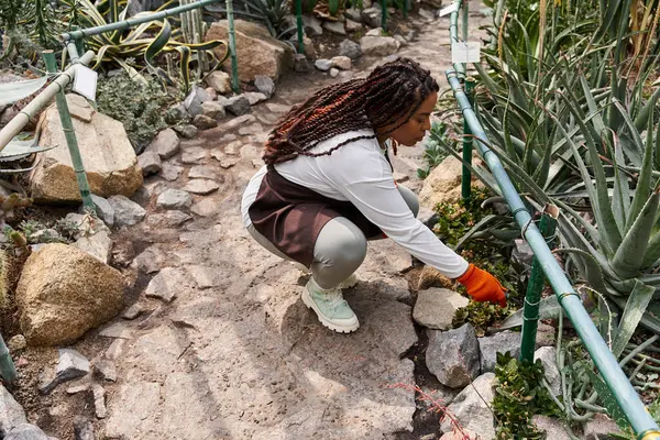 An African American woman with braids carefully cultivates plants in a warm greenhouse setting. — Stock Photo