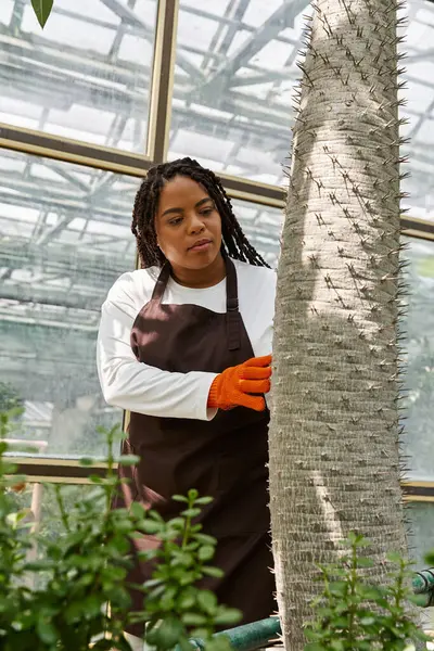 An African American woman with braids carefully tends to a spiky plant in a greenhouse. — Stock Photo