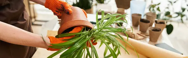 A young man in bright gloves is focused on transplanting vibrant plants indoors under natural light. — Stock Photo