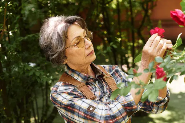 In a serene garden, a senior woman lovingly tends to her blooming roses. — стокове фото