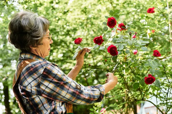 A beautiful senior woman carefully prunes red roses while enjoying the tranquility of her garden. — Stock Photo