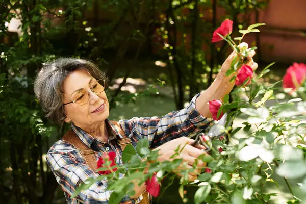 A senior woman carefully prunes beautiful red roses amidst greenery in her tranquil garden. — Stock Photo