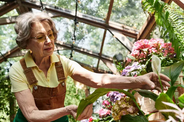 A beautiful senior woman carefully nurtures blooming plants in her lush garden filled with colors. — Stock Photo