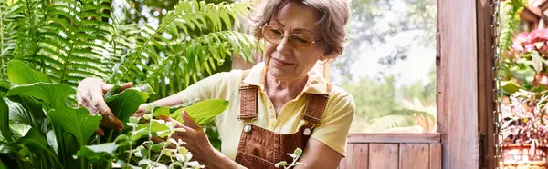 A senior woman joyfully cares for her flourishing garden, surrounded by vibrant plants and flowers. — стокове фото