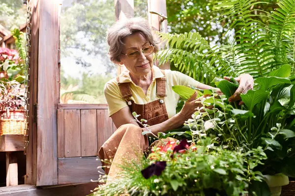 A senior woman enjoys her time in a lush garden, taking care of beautiful plants and flowers. — стокове фото
