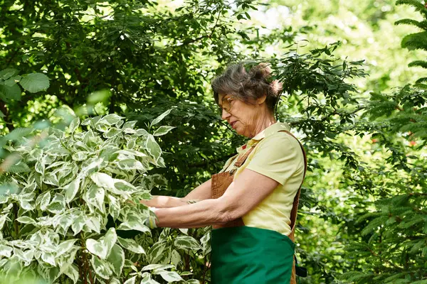 A senior woman lovingly cares for her vibrant garden, surrounded by lush greenery and blooms. — Stock Photo