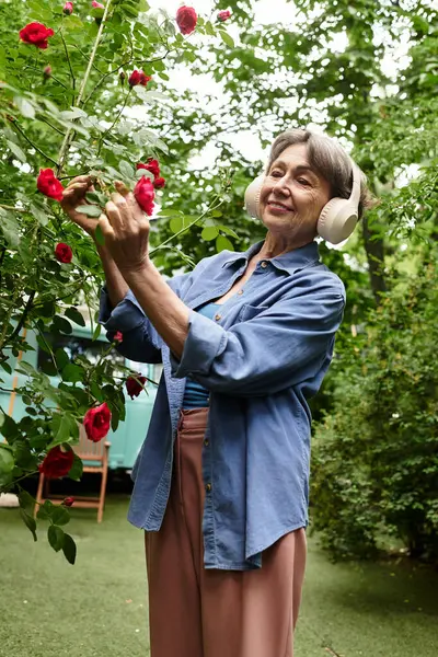Senior woman carefully tending to lush roses in her lovely garden, savoring natures beauty. — Stock Photo
