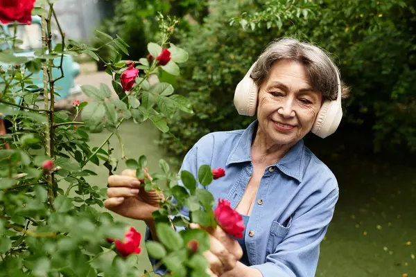 A beautiful senior woman is happily pruning her blooming roses while surrounded by lush greenery. — стоковое фото