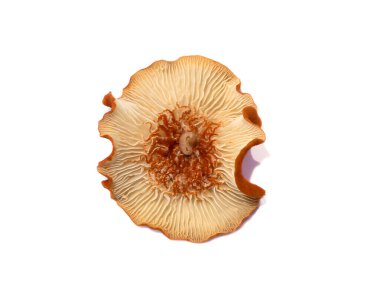 Beyaz arkaplanda kahverengi mantar bitkisini kapat.