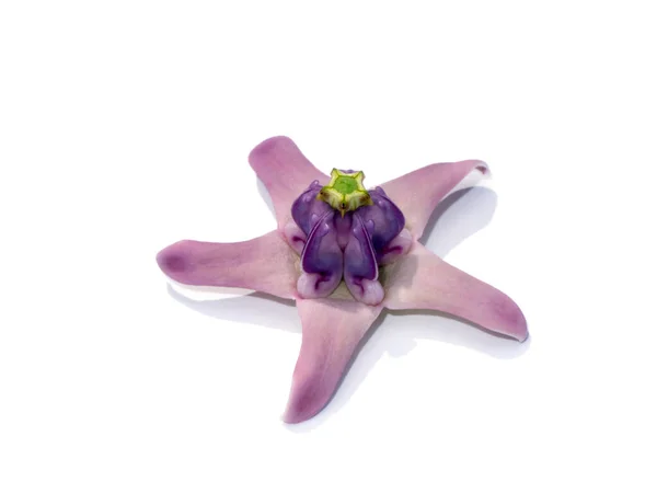 Gros Plan Fleur Couronne Violette Douce Asclépiade Indienne Géante Gigantesque — Photo