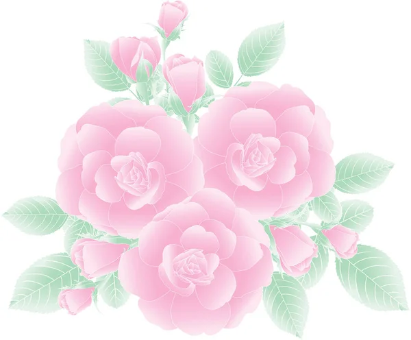 白地に葉を持つピンク色のバラの花の抽象 — ストックベクタ