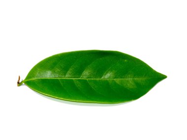 Beyaz arka planda Clinbing llang-llang yaprağını kapat. (Bilimsel adı Artabotrys siamensis)