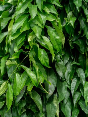 Bambu otunun arka planındaki yaprakları kapat. Bilimsel adı Tiliacora Triandra (Colebr) Diels.)