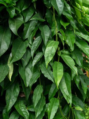 Bambu otunun arka planındaki yaprakları kapat. Bilimsel adı Tiliacora Triandra (Colebr) Diels.)