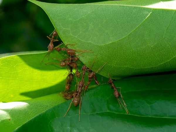 Formigas Vermelhas Estão Trabalhando Juntas Para Construir Habitat Partir Folhas — Fotografia de Stock