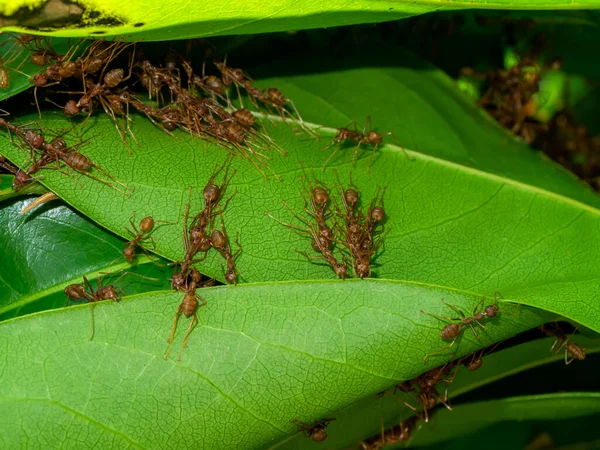 Red ants are working together to build a habitat out of leaves.