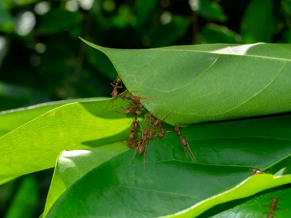 红蚂蚁正携手合作 用树叶建造栖息地 — 图库照片