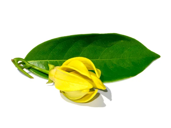 Zamknij Clinbing Llang Llang Kwiaty Liściem Białym Tle Nazwa Naukowa — Zdjęcie stockowe