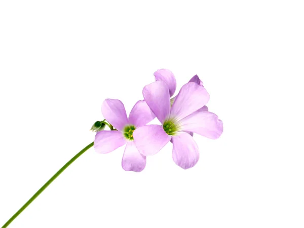 Cerrar Flor Trébol Púrpura Sobre Fondo Blanco Nombre Científico Oxalis —  Fotos de Stock