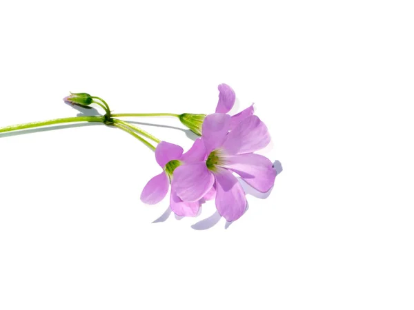 Cerrar Flor Trébol Púrpura Sobre Fondo Blanco Nombre Científico Oxalis — Foto de Stock