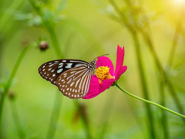 Gros Plan Papillon Sur Fleur Cosmos Avec Fond Flou — Photo