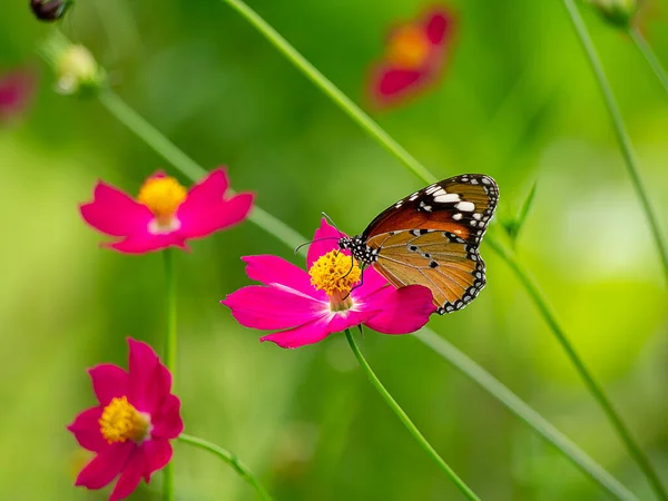 背景がぼやけているコスモスの花で蝶を閉じます — ストック写真