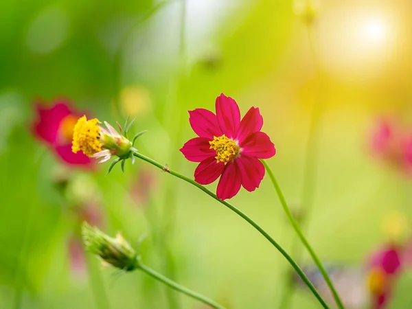 Güneş Işığı Bulanık Arkaplanı Olan Kozmos Çiçeği — Stok fotoğraf