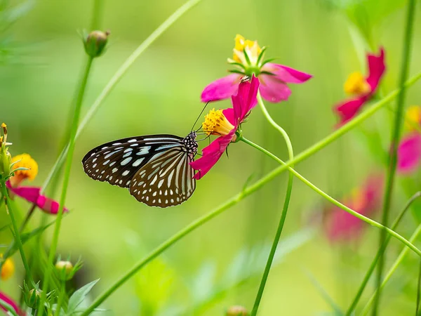 Primer Plano Mariposa Cosmos Flor Con Fondo Borroso —  Fotos de Stock