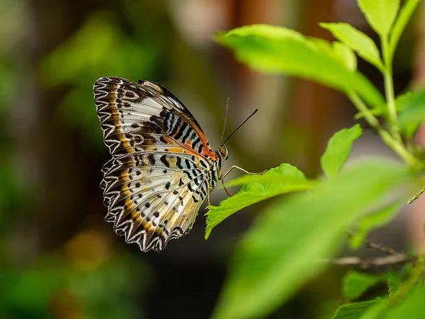 Закрыть Бабочку Листьях Размытым Фоном — стоковое фото