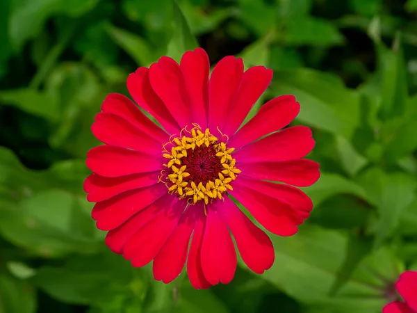 Zamknij Różowy Kwiat Cynnii Rozmytym Tle Nazwa Naukowa Zinnia Violacea — Zdjęcie stockowe